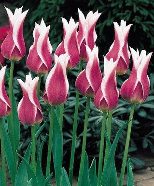лале Lilyflowering Claudia